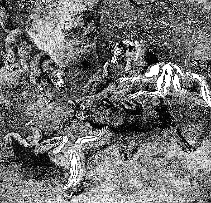 印度野猪(Sus Scrofa Cristatus)被一群狗袭击- 19世纪